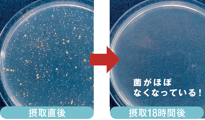 抗菌性試験