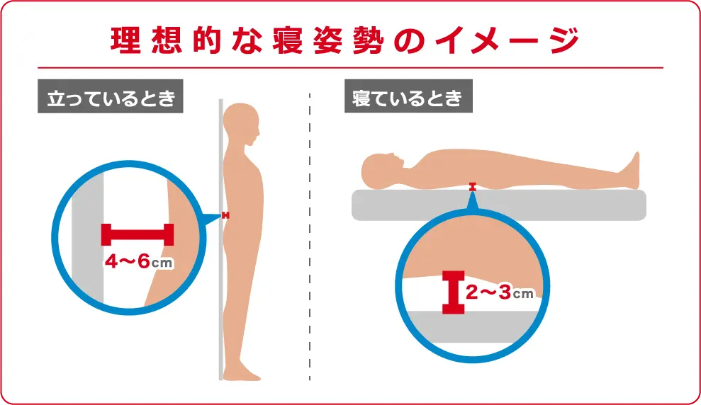 理想的な寝姿勢のイメージ